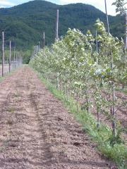 Agricoltura Biologica L'Ostal 